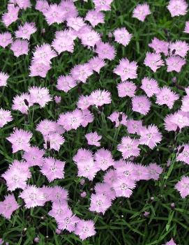 Dianthus gratianopolitanus 'Bath's Pink'