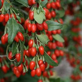 Goji Berry Sweet Lifeberry® ('SMNDSL')