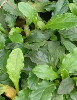 Ajuga reptans