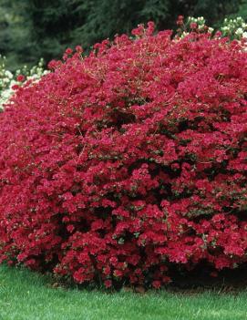 Azalea (Rhododendron) 'Hino Crimson'