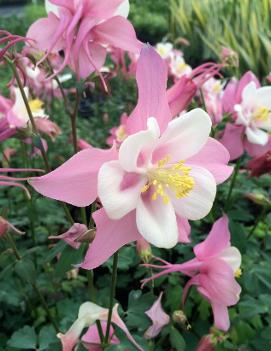 Aquilegia x 'Robin'