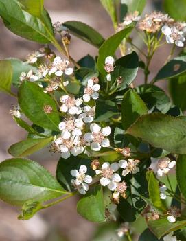 Aronia melanocarpa 'Viking'