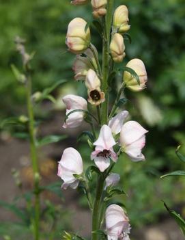 Aconitum carmichaelii 'Pink Sensation'