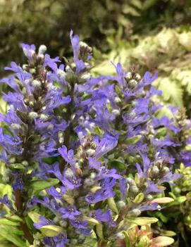 Ajuga reptans 'Dixie Chip' (PP20890)