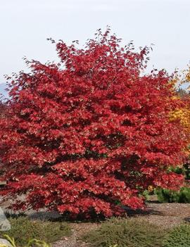 Acer palmatum 'Sherwood Flame'