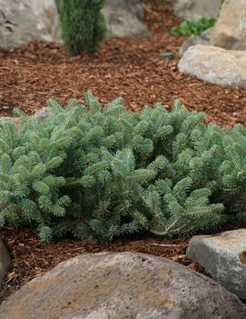 Abies koreana 'Blauer Pfiff'