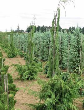 Chamaecyparis nootkatensis 'Van den Akker'