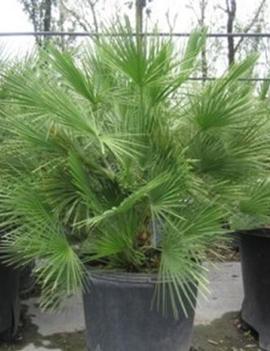 Chamaerops humilis