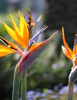 Bird of Paradise