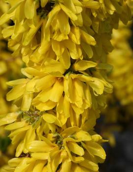 Forsythia x intermedia Show Off® ('Mindor') (PP19321)