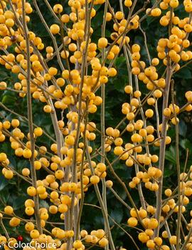 Ilex verticillata Berry Heavy® Gold ('Roberta Case')