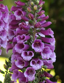 Digitalis purpurea 'Dalmatian Purple'