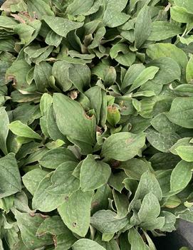 Antennaria plantaginifolia