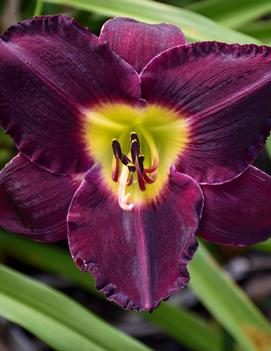 Hemerocallis 'Bela Lugosi'