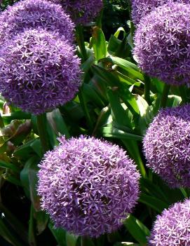 Allium giganteum 'Globemaster'