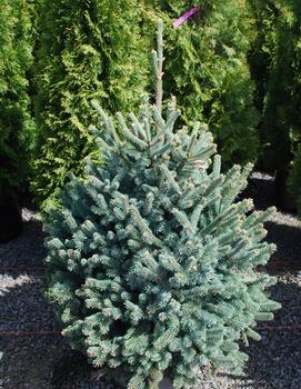 Picea abies 'Paul's Select'