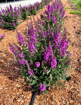 Buddleia x Birthday Cake™ ('PODvb3-30') (USPPAF, CPBRAF)