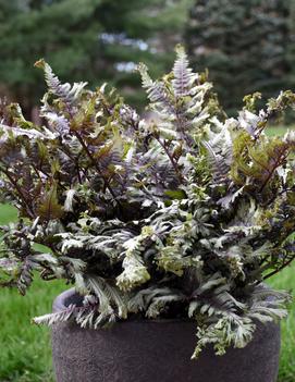 Athyrium niponicum 'Crested Surf' (USPP 33,057, Can PBRAF)