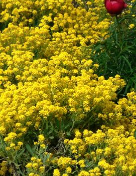 Alyssum saxatile 'Compacta'