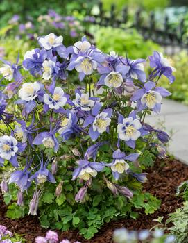 Aquilegia x 'Earlybird™ Blue and White'