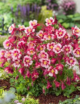 Aquilegia x 'Earlybird™ Red and White'