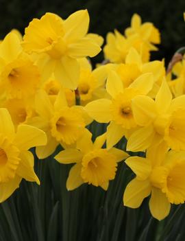 Narcissus 'King Alfred'