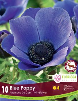 Anemone de Caen 'Blue'