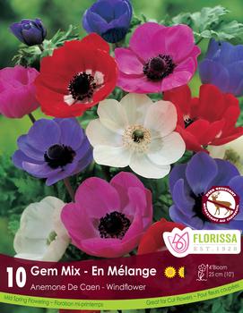 Anemone de Caen 'Mixed'