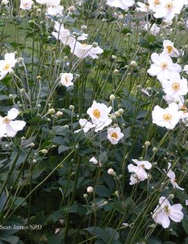 Anemone x hybrida 'Honorine Jobert'