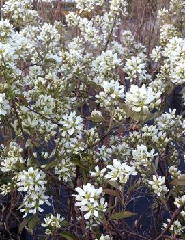 Amelanchier alnifolia 'Regent'