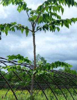 Aralia elata