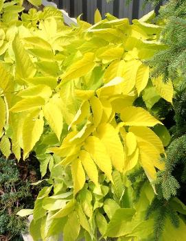 Aralia cordata 'Sun King'