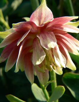 Aquilegia vulgaris 'Nora Barlow'