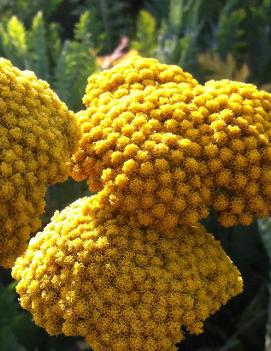 Achillea filipendulina 'Cloth of Gold'