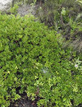 Arctostaphylos uva-ursi