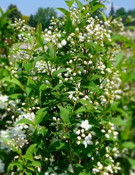 Deutzia x lemoinei 'Compacta'