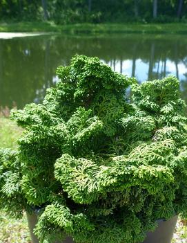 Chamaecyparis obtusa 'Kosteri'