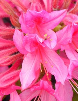 Azalea 'Rosy Lights'