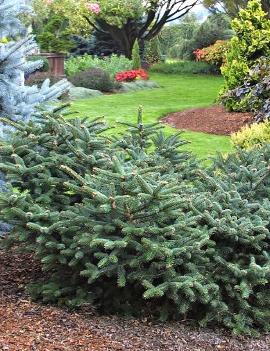 Abies cephalonica 'Meyer's Dwarf'