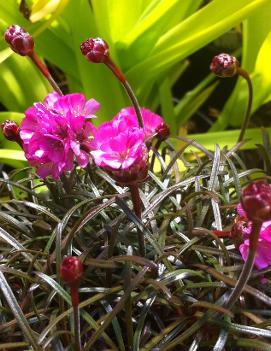 Armeria maritima 'Rubrifolia'