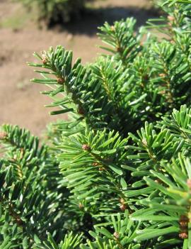 Abies alba 'Pyramidalis'