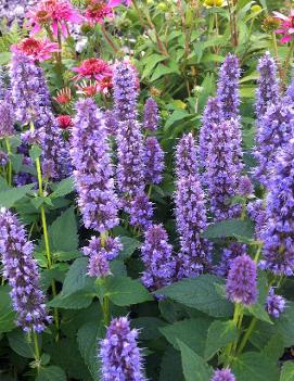 Agastache foeniculum 'Blue Fortune'