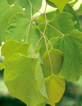 Cercis canadensis 'Hearts of Gold' (PP17740)