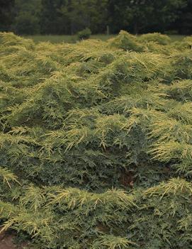 Juniperus chinensis Gold Star® ('Bakaurea') (PP3801, COPF)