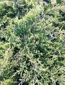 Juniperus chinensis 'Paul's Gold' (COPF)