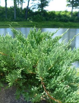 Juniperus chinensis sargentii 'Viridis'