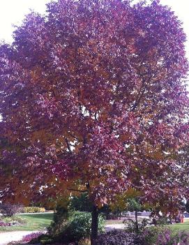 Fraxinus americana Autumn Purple® ('Junginger')