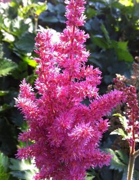 Astilbe chinensis 'Little Vision in Pink' (PP21886, CPBR4611)