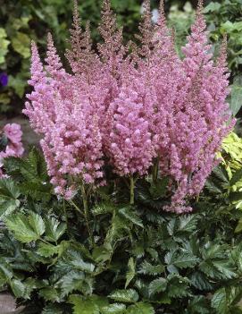 Astilbe chinensis 'Vision in Pink' (PP11860, CPBR1333)