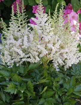 Astilbe chinensis 'Vision in White' (PP18965, CPBR4249)